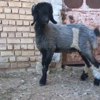 بره شیشک شهرکردی