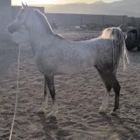 اسب عرب مصری