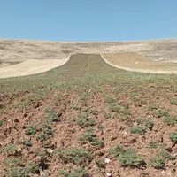 نخود شراکتی یا نقدی|عمده‌فروشی|کرمانشاه, |دیوار
