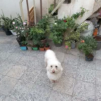 کمشده|سگ|خرمآباد, |دیوار