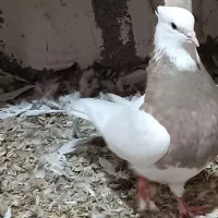 چند جفت طوقی ضمانتی|پرنده|فیروزآباد, |دیوار