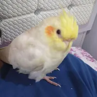 گمشده