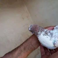 کفتر . نر گرگی|پرنده|اصفهان, ولدان|دیوار