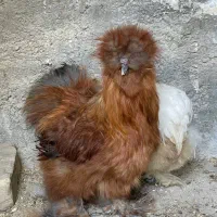 خروس ابریشمی فول کیفیت