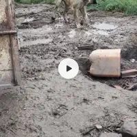 توله سرابی|سگ|محمدشهر, محمدشهر|دیوار