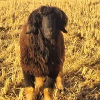 گوسفند قوچ بره کوهه