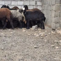میش افشاری آبستن