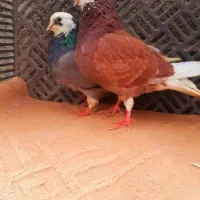 کبوتر