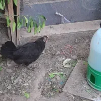 مرغ سیاه تخم گذار محلی