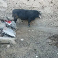 گاو نر کشتاری کیلویی 350