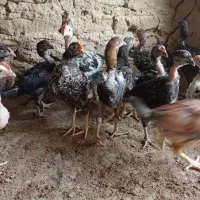 جوجه محلی