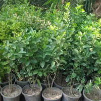 شمشاد طلایی و پرتقالی(سبز)