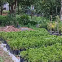 گل تویا، ژینگو،شمشاد