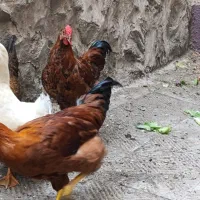 فروش 6تامرغ تخم کن 2تا خروس جوان پا بلندو1عدد اردک|حیوانات مزرعه|تهران, تهرانپارس غربی|دیوار