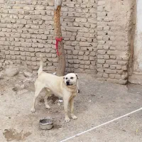 س.گ|سگ|بایک, |دیوار