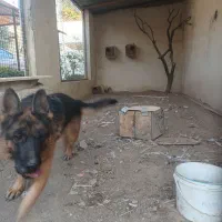 فروشتوله۹ماههسگشیانلو|سگ|گلمکان, |دیوار