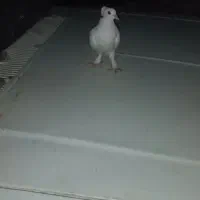کبوتر