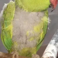 طوطی ملنگو|پرنده|دزفول, |دیوار