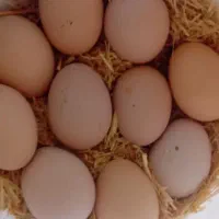 تخم نطفه دار امروک