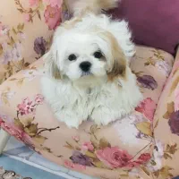 سگ شیتزو سوپر فلت یک ساله