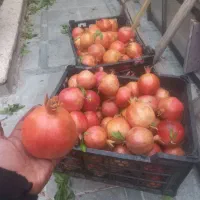 انار آبدار مخصوص رب