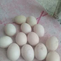 تخم مرع اسرایلی