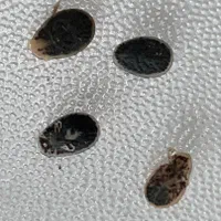 سمپاشی خانگی و صنعتی سم پاشی ارگانیک وتضمینی