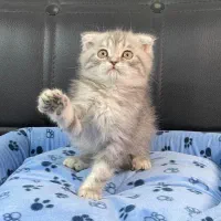 گربه اسکاتیش بریتیش پرشین|گربه|سقز, |دیوار