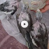 جوجه یک ماهه عروس هلندی