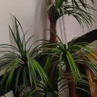 نخل مصنوعی شیک