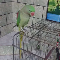 شاه طوطی ماده دو ساله|پرنده|شوش, |دیوار