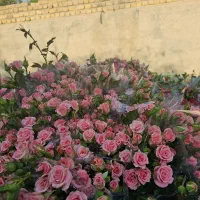 استخدام کارگر برای کار در گلخانه