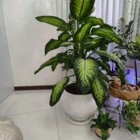 گل طبیعی دیفن|گل و گیاه طبیعی|تهران, گرگان|دیوار