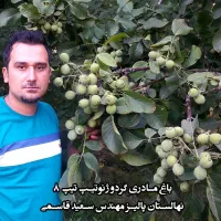 نهالستان گردو و بادام دیرگل و پربار پالیز|خدمات باغبانی و درختکاری|نیر (یزد), |دیوار