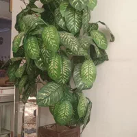 درخت مصنوعی|گل مصنوعی|خمینی‌شهر, |دیوار