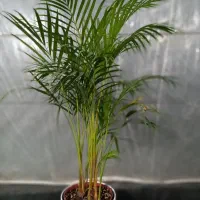 نخل اریکا در گلوریا|گل و گیاه طبیعی|قم, پردیسان|دیوار