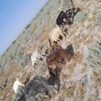 27 عدد بز نروماده  شادگان  الفلاحیه
