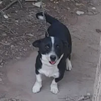 سگ پاکوتاه گمشده است