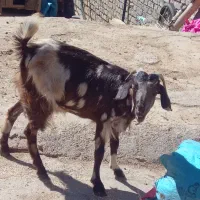 بزغاله جوان سالم ماده