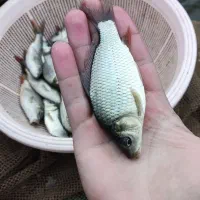 کوی . زینتی . ماهی کوی مناسب همه استخر ها