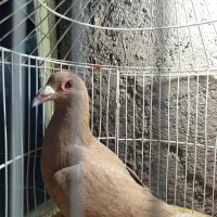 مجسه کفتر|حراج|مهریز, |دیوار