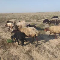 ۱۵راس بره دار