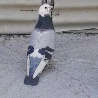 کفتر