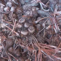 خرید و فروش پیاز زعفران علیزاده