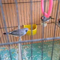 باسلام چند جفت فنچ به فروش میرود