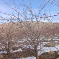 هرس کار|خدمات باغبانی و درختکاری|تکاب, |دیوار