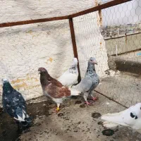 کفتر جفتگاه و پرشی|پرنده|مشهد, مشکینی (شهرک غرب)|دیوار