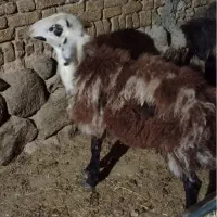 بره قوچ همو