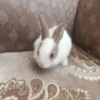 خرگوش