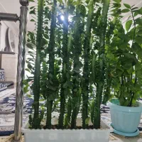 گلهای سالم و سرحال|گل و گیاه طبیعی|اسلامآباد غرب, |دیوار